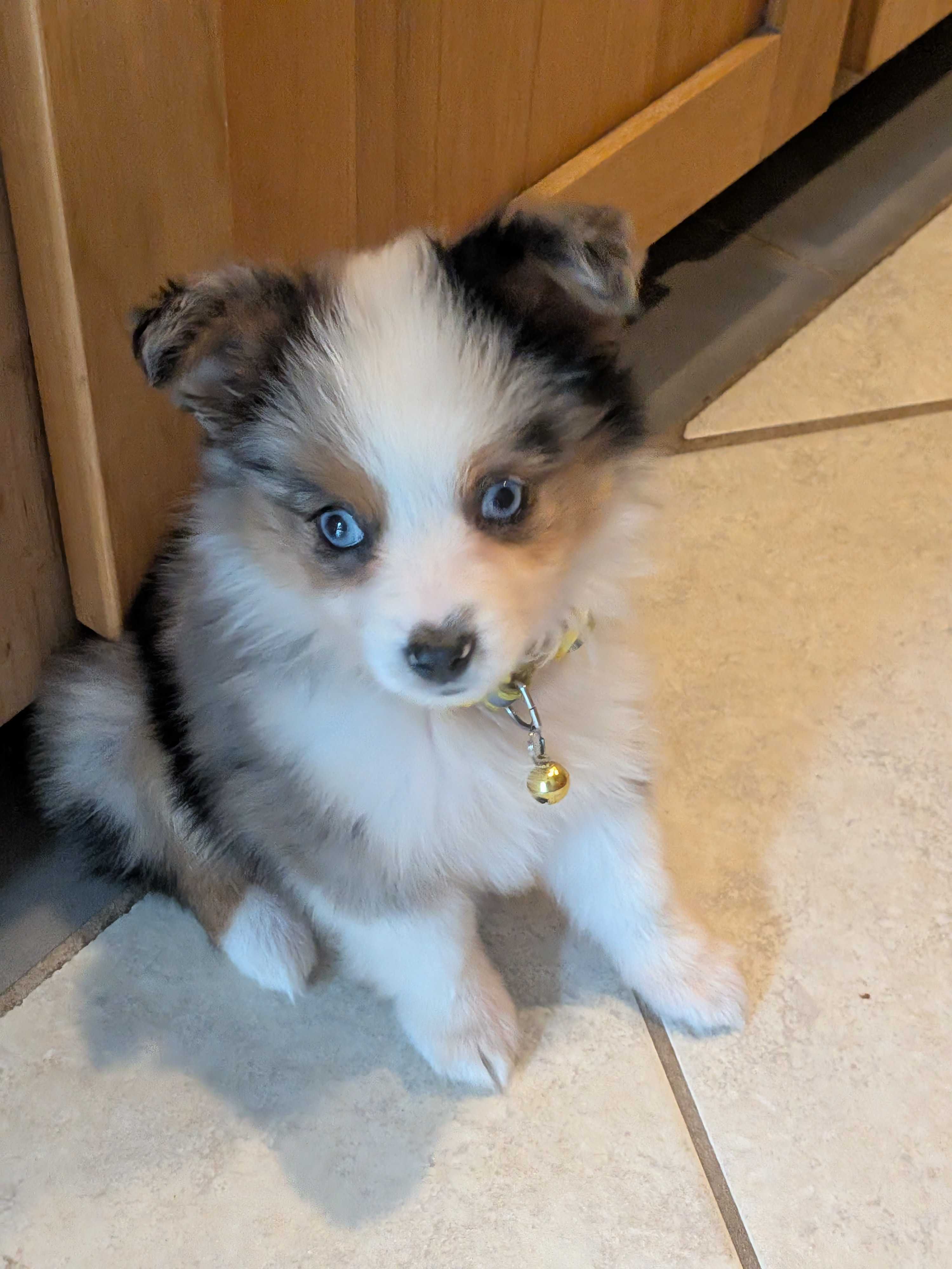 A small, fluffy puppy with blue eyes and a bell collar sits on a tiled floor next to wooden cabinets.