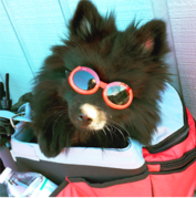 A small black dog wearing red sunglasses sits in an open red and gray bag next to a water bottle.