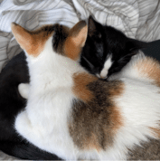Two cats are lying close together on a striped blanket, with one cat resting its head on the other’s neck.