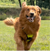 A golden retriever wearing a yellow harness runs on green grass with trees and shrubs in the background.