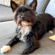 A small black dog with white markings on its chest and paws is lying on a gray couch, looking toward the camera.