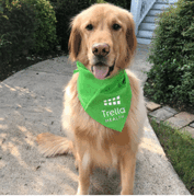 A golden retriever wearing a bright green bandana that reads "Trella Health" sits on a sidewalk near bushes and steps.