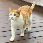 A ginger and white cat walks on a wooden deck, looking attentively ahead.