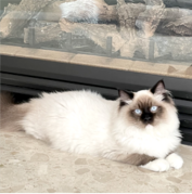 A fluffy white and brown cat with blue eyes is lying on a light-colored floor in front of a glass fireplace with logs inside.