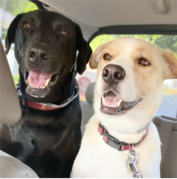 Two dogs, one black and one white with brown spots, sit side by side in the backseat of a car, both wearing collars and looking forward with open mouths.
