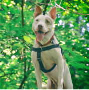 A white and tan dog wearing a harness stands outdoors with its mouth open, surrounded by green foliage.