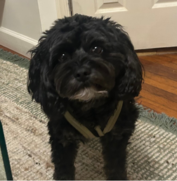 A small black dog with curly fur and a light patch on its chin stands on a rug, looking at the camera.