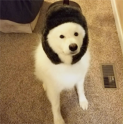 A fluffy white dog is sitting indoors on carpet, wearing a dark winter hat with ear flaps.