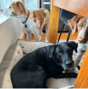 Three dogs indoors; two brown and white dogs stand by a window while a black dog lies on a gray dog bed, looking at the camera.