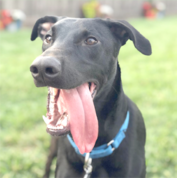Black dog with a blue collar sitting on grass, mouth open wide and tongue hanging out.