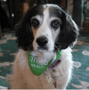A black and white dog with long ears is wearing a green bandana and looking at the camera indoors.