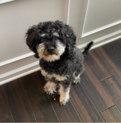 A small black and gray curly-haired dog sits on a dark wood floor in front of a white wall with paneling.