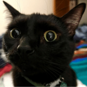 Close-up of a black cat with wide, alert eyes, looking toward the camera. Background is slightly blurred with various colored objects.