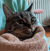 A tabby cat wrapped snugly in a brown towel with a radiator and teal fabric in the background.