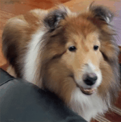 A fluffy brown and white dog with pointy ears barks and moves its mouth while standing indoors on a wooden floor.