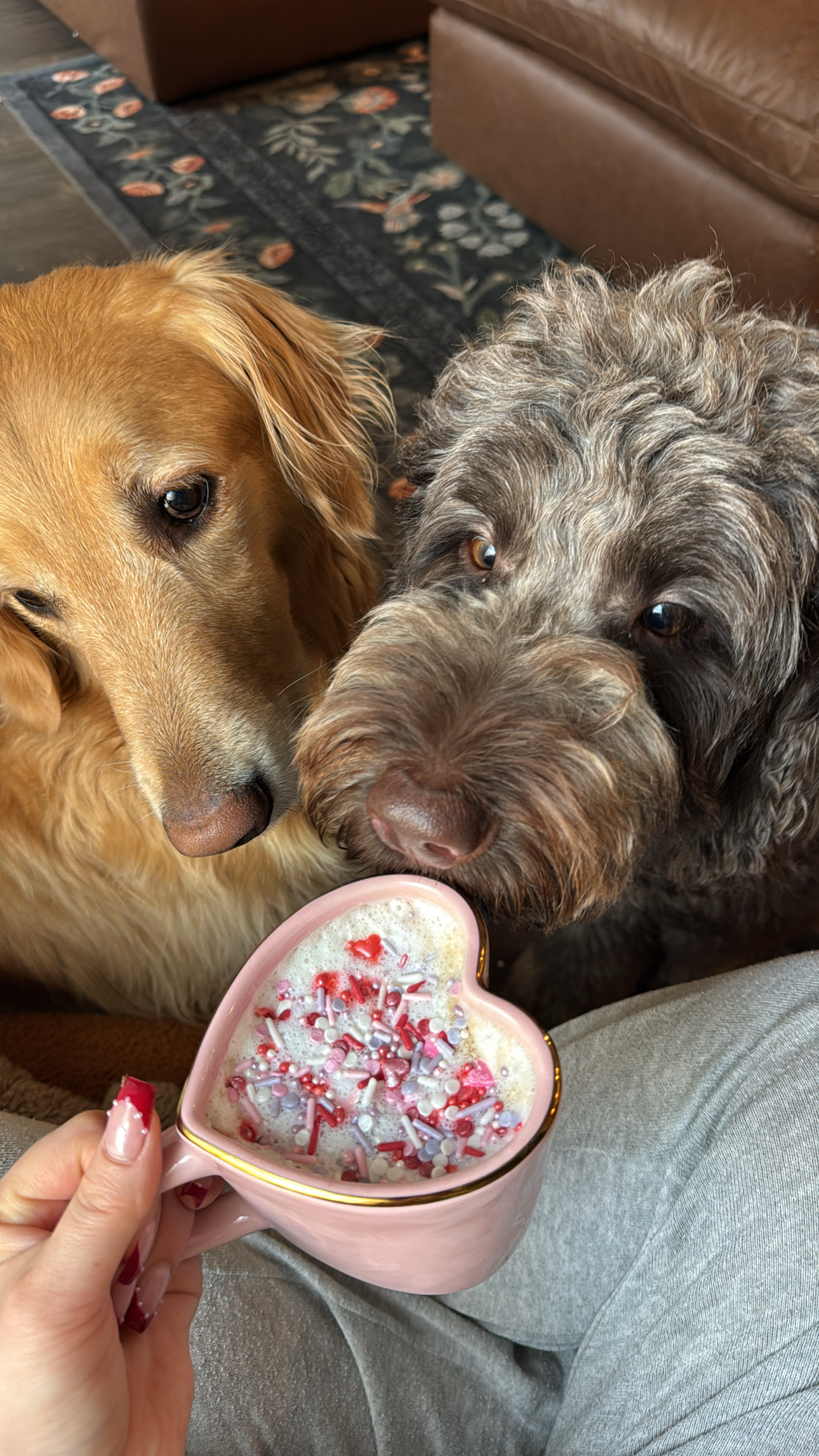 Two dogs closely sniff a pink heart-shaped mug filled with a drink topped with whipped cream and red sprinkles, held by a person in gray pants.