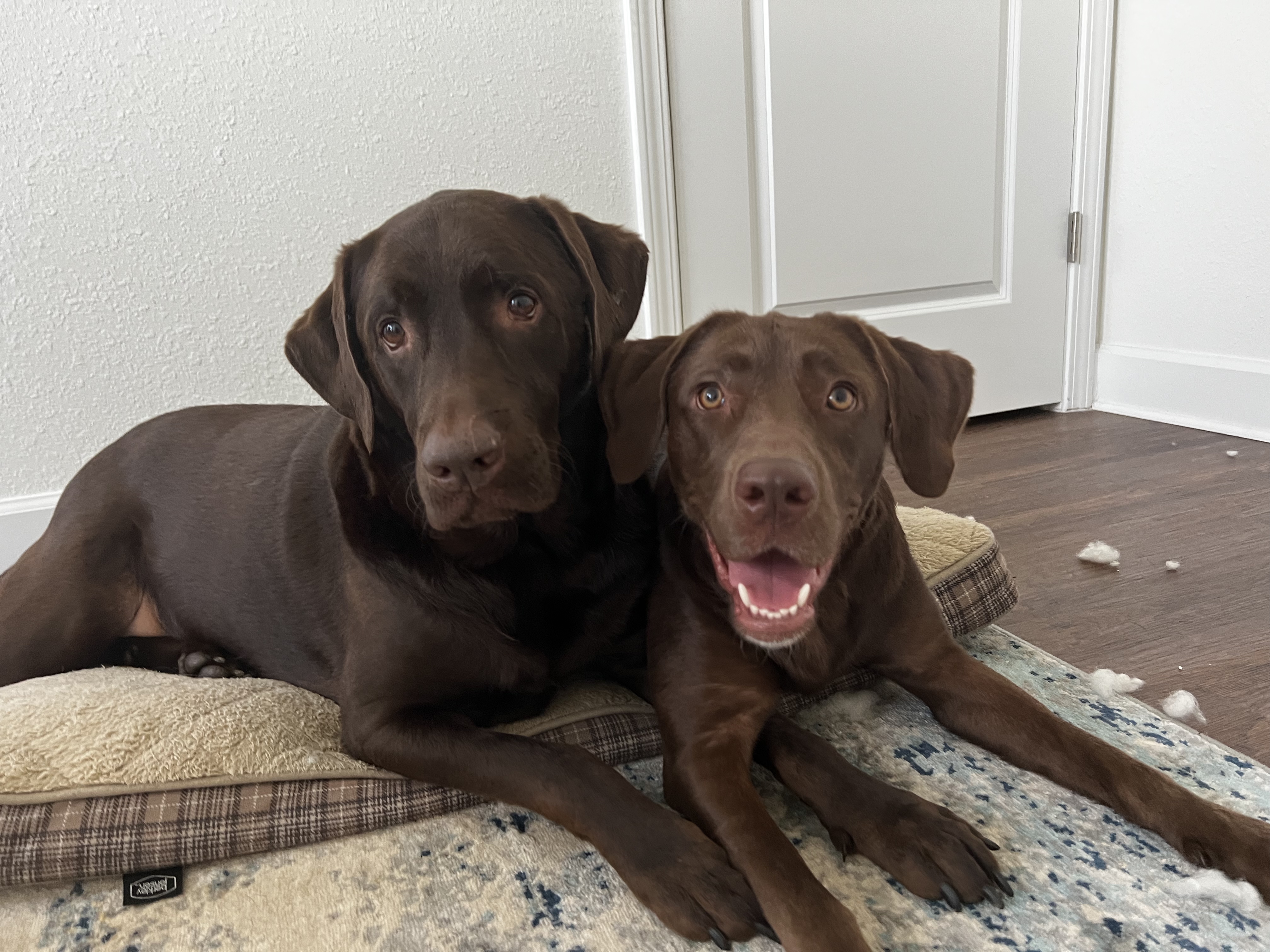 Two brown dogs lying on a plaid dog bed in front of a white wall and closed door, with one dog looking at the camera and the other appearing to smile.