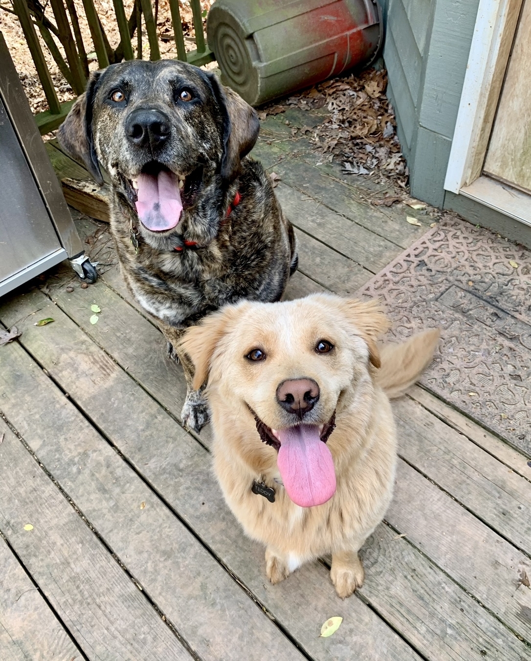 Two dogs, one large and brindle-colored and one medium-sized and golden, sit side by side on a wooden deck with their mouths open and tongues out.
