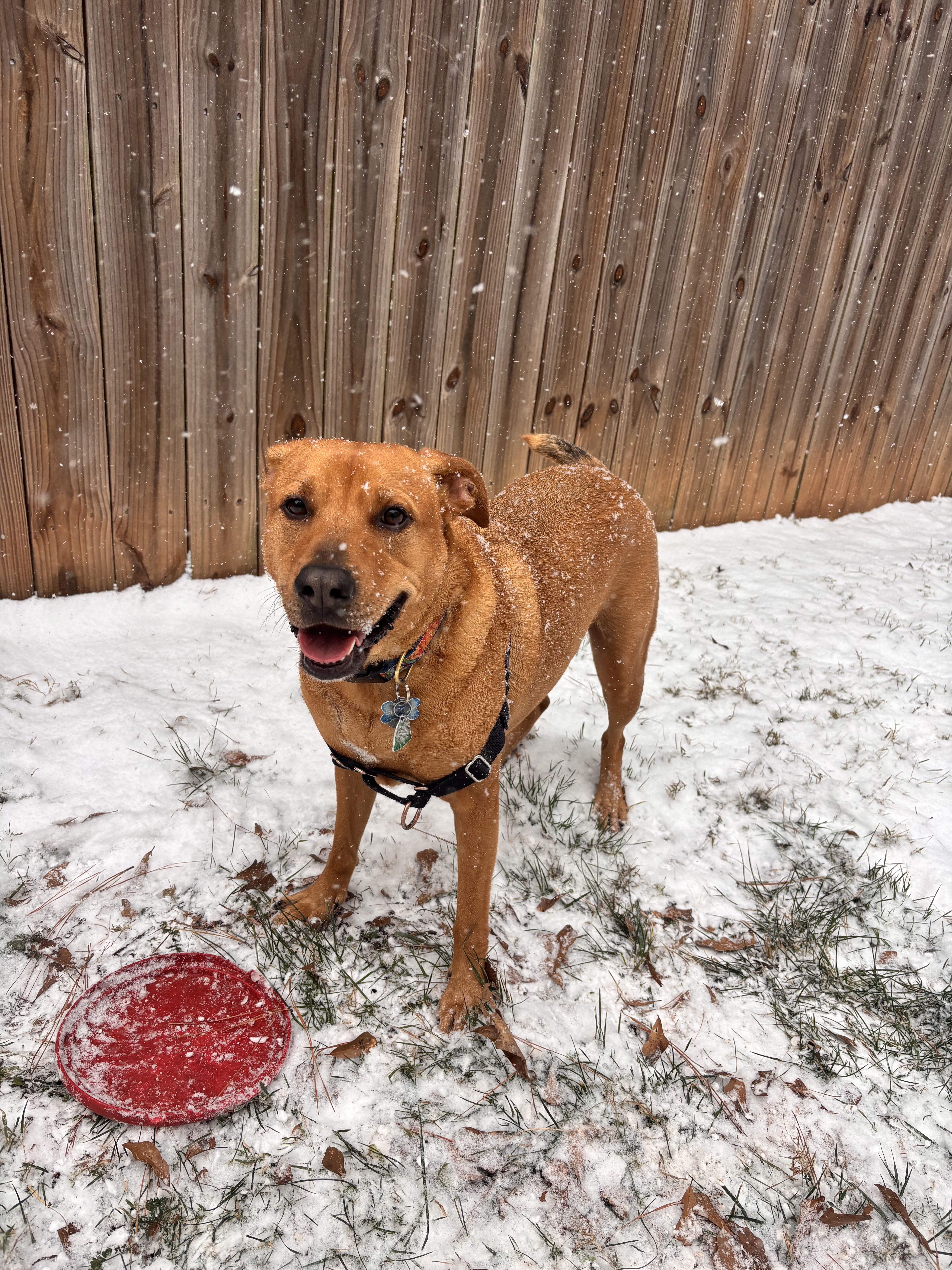 A brown dog wearing a harness stands on snowy grass near a wooden fence, with a red frisbee on the ground nearby.
