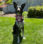 A black and white dog sits on green grass wearing a pink bandana that says "Super Star" with a paw print design.