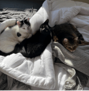 Three cats—one white with black spots, one solid black, and one brown tabby—are lying together on a rumpled white blanket in a sunlit room.