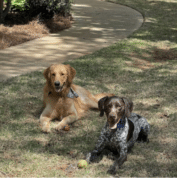 Two dogs are lying on grass near a curved sidewalk; one is a golden retriever, the other is a brown and white spotted dog. A tennis ball is on the ground in front of them.