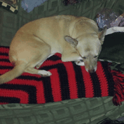A tan dog is lying on a black and red striped blanket on a green couch.