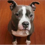 A gray and white dog with upright ears sits on a wooden floor, looking up at the camera.