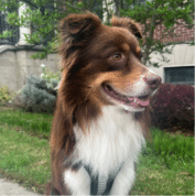 A brown and white dog with medium-length fur sits outside on a grassy area, looking to the right. Shrubs and a building are visible in the background.