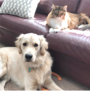 A golden retriever lies on the carpet in front of a brown leather sofa, while a long-haired cat lounges on the sofa.