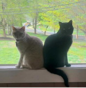 Two cats, one light-colored and one black, sit side by side on a windowsill with a green outdoor scene in the background.