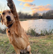 A brown dog sits on grass near a pond at sunset, raising one paw in the air. Trees and clouds are visible in the background.