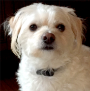 Small white dog with fluffy fur and light brown ears, wearing a black collar, sitting indoors and looking toward the camera.
