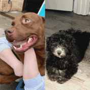 Side-by-side image of a brown dog being held and a small black and white puppy lying on a wooden floor.