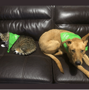 A tabby cat and a tan dog wearing green bandanas lie on a dark brown leather couch.
