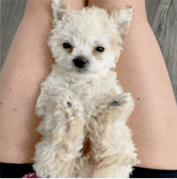 A small, fluffy white dog lies on its back between a person's legs, looking up at the camera with its paws in the air.