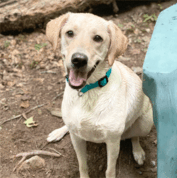 A yellow Labrador Retriever with a blue collar sits on dirt next to a teal object, looking at the camera with its mouth open.