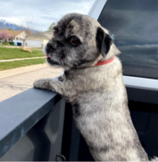 A small gray dog with a red collar looks over the side of a truck bed, with houses, grass, and mountains visible in the background.