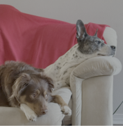 Two dogs lying on a beige couch with a red blanket, both looking in different directions.