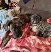 Two dogs, one large and brindle, one small and gray, lie on a red and white blanket on a couch, with a person sitting in the background.