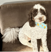 A curly-haired black and white dog wearing a blue bandana with yellow spots sits on a brown couch.
