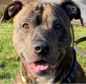 A close-up of a brindle dog with its mouth open and tongue visible, standing outdoors on grass with a metal table in the background.