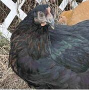 A black chicken with a small comb stands near a white lattice fence, with some dry grass and another brown chicken in the background.