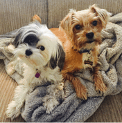 Two small dogs sit close together on a beige blanket on a couch, one with white and gray fur, the other with light brown fur.