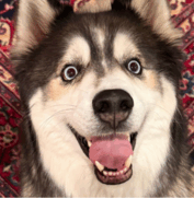 A close-up of a fluffy dog with grey and white fur, wide eyes, and its mouth open with tongue out, sitting on a patterned rug.