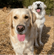 Two golden retrievers stand on dry grass, one in the foreground with its tongue out and another behind it smiling, with trees in the background.