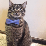 A tabby cat with wide eyes is sitting upright and wearing a blue bow tie, facing the camera indoors.