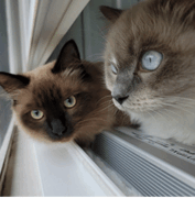 Two cats with blue eyes sit side by side on a windowsill, looking outside through the glass.