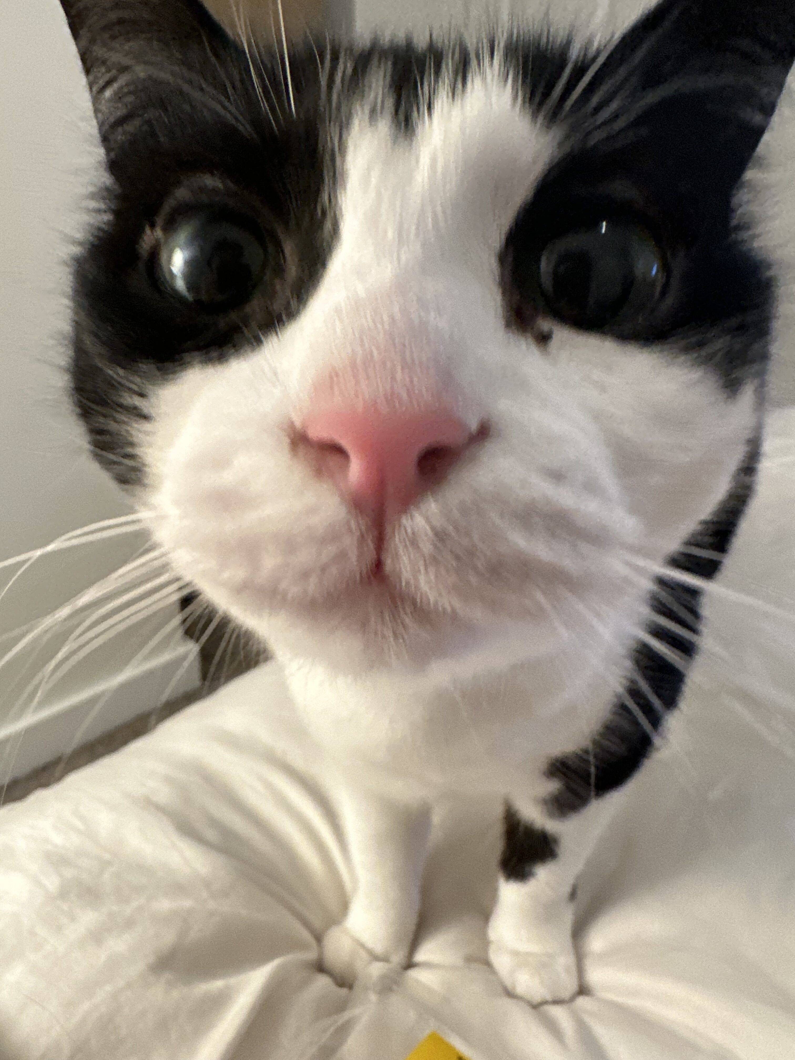Close-up of a black and white cat with a pink nose, standing on a white cushion and looking directly at the camera.
