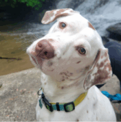 White dog with brown spots and a yellow collar tilts its head while sitting outdoors near a river or stream.